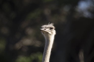 Afrika 'nın engin savanasında zarafetle ilerleyen devekuşu Struth Camelus' un ihtişamına bakın. Bu fotoğraf, bu uçamayan kuşun doğal ortamındaki güzelliğini gösteriyor..