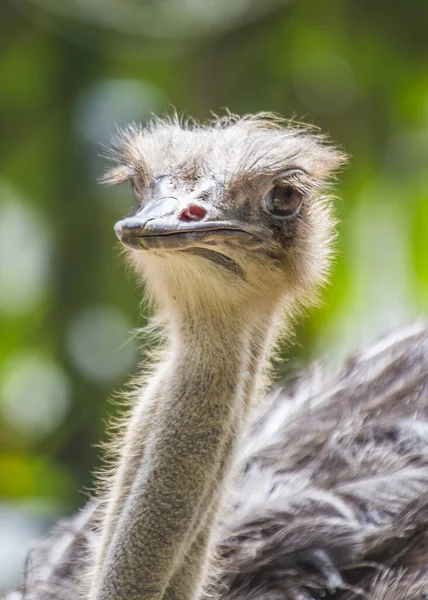 Observeer Majesteit Van Struthio Camelus Struisvogel Terwijl Hij Sierlijk Uitgestrekte — Stockfoto