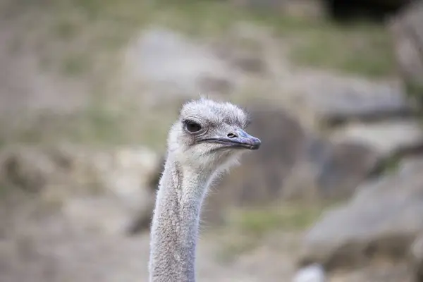 Observeer Majesteit Van Struthio Camelus Struisvogel Terwijl Hij Sierlijk Uitgestrekte — Stockfoto