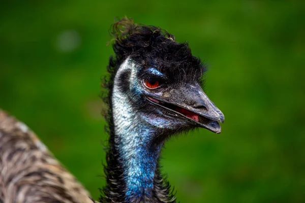 Boeiend Beeld Van Emu Australië Iconische Vluchtloze Vogel Met Zijn — Stockfoto