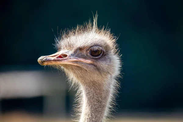 Struisvogel Struthio Camelus Struisend Savanne — Stockfoto