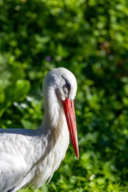 Beyaz Leyleğin zarif tasviri, göçmen bir mucize, sulak alanlarda zarafetle yükseliyor, umut ve yenilenmeyi simgeliyor..