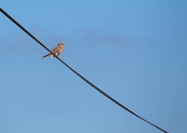Bir Kestrel 'in çarpıcı görüntüsü, Dublin' in çevik yırtıcısı, zarifçe şehir manzarasında geziniyor, kentsel ve doğal güzellikleri harmanlıyor..