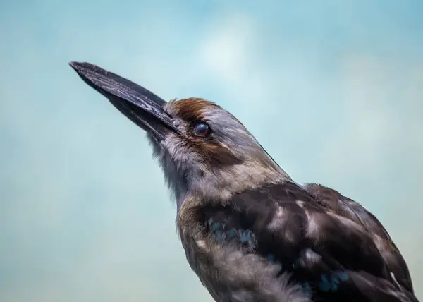 stock image A charismatic Laughing Kookaburra sits atop a branch, its vibrant green plumage and distinctive white belly catching the sunlight. Its name perfectly captures its signature call, a loud, raucous laugh that echoes through the Australian bush.