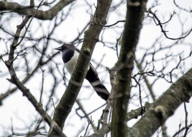 Zeki ve meraklı bir Avrasya Saksağanı, ayırt edici siyah beyaz tüyleri Avrupa ve Asya doğal yaşam alanlarının canlı yeşillikleriyle keskin bir tezat oluşturuyor. Uzun kuyruğu ve delici siyah gözleri sayesinde kolayca tanınabilir ve popüler bir alt jöle haline geliyor.
