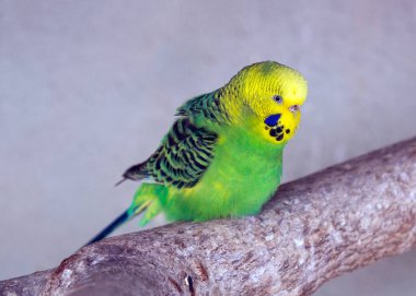 Açık havada güneşlenen Sarı Budgie 'nin (Melopsittacus undulatus) cazibesini deneyin. Avustralya 'ya özgü bu neşeli muhabbet kuşu canlı sarı tüyleri ve neşeli tavırlarıyla güneş ışığı getiriyor..