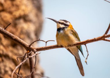 Beyaz boğazlı arı yiyicinin (Merops albicollis) havada süzülmesine hayret edin. Sahra-altı Afrika 'dan gelen bu zarif kuş, canlı tüylerle süslenmiş, doğanın hava güzelliğinin bir sembolüdür..