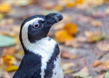 Afrika Pengueni 'nin (Spheniscus demersus) doğal yaşam alanındaki doğal cazibesini Güney Afrika kıyılarında yaşayın. Bu sevimli kuş, belirgin siyah ve beyaz işaretleriyle, deniz yaban hayatının ruhunu temsil ediyor..