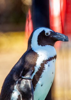 Afrika Pengueni 'nin (Spheniscus demersus) doğal yaşam alanındaki doğal cazibesini Güney Afrika kıyılarında yaşayın. Bu sevimli kuş, belirgin siyah ve beyaz işaretleriyle, deniz yaban hayatının ruhunu temsil ediyor..
