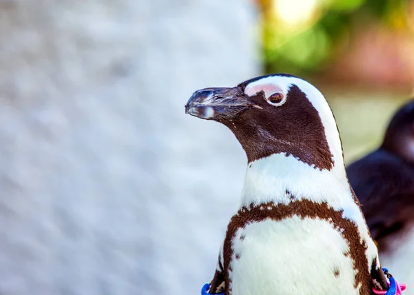 Experience the coastal charm of the African Penguin (Spheniscus demersus) in its natural habitat along the shores of South Africa. This endearing bird, with its distinctive black and white markings, embodies the spirit of marine wildlife.