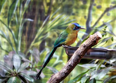 Güney Amerika 'nın yemyeşil yağmur ormanlarını süsleyen Amazon Motmomotası' nın (Momotus momota) canlı renklerine dalın. Bu çarpıcı kuş, kendine özgü kuyruk tüyleriyle Amazon kuş yaşamının egzotik güzelliğini simgeler..
