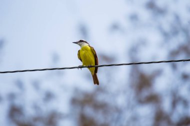 Büyük Kiskadee 'nin (Pitangus sulphuratus) canlı dünyasına dalın, sarı ve kahverengiyle süslenmiş melodik bir kuş. Amerika 'nın yerlisi, neşeli varlığı çeşitli yaşam alanlarına hayat dolu bir cazibe getiriyor..