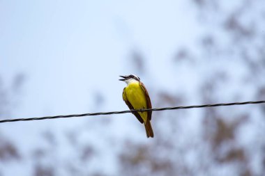 Büyük Kiskadee 'nin (Pitangus sulphuratus) canlı dünyasına dalın, sarı ve kahverengiyle süslenmiş melodik bir kuş. Amerika 'nın yerlisi, neşeli varlığı çeşitli yaşam alanlarına hayat dolu bir cazibe getiriyor..