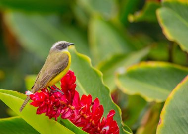 Büyük Kiskadee 'nin (Pitangus sulphuratus) canlı dünyasına dalın, sarı ve kahverengiyle süslenmiş melodik bir kuş. Amerika 'nın yerlisi, neşeli varlığı çeşitli yaşam alanlarına hayat dolu bir cazibe getiriyor..