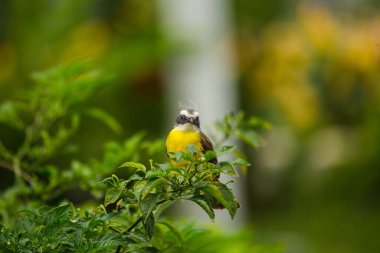 Büyük Kiskadee 'nin (Pitangus sulphuratus) canlı dünyasına dalın, sarı ve kahverengiyle süslenmiş melodik bir kuş. Amerika 'nın yerlisi, neşeli varlığı çeşitli yaşam alanlarına hayat dolu bir cazibe getiriyor..