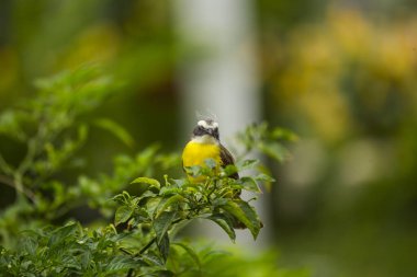 Büyük Kiskadee 'nin (Pitangus sulphuratus) canlı dünyasına dalın, sarı ve kahverengiyle süslenmiş melodik bir kuş. Amerika 'nın yerlisi, neşeli varlığı çeşitli yaşam alanlarına hayat dolu bir cazibe getiriyor..