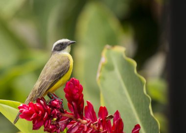 Büyük Kiskadee 'nin (Pitangus sulphuratus) canlı dünyasına dalın, sarı ve kahverengiyle süslenmiş melodik bir kuş. Amerika 'nın yerlisi, neşeli varlığı çeşitli yaşam alanlarına hayat dolu bir cazibe getiriyor..