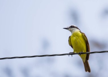 Büyük Kiskadee 'nin (Pitangus sulphuratus) canlı dünyasına dalın, sarı ve kahverengiyle süslenmiş melodik bir kuş. Amerika 'nın yerlisi, neşeli varlığı çeşitli yaşam alanlarına hayat dolu bir cazibe getiriyor..