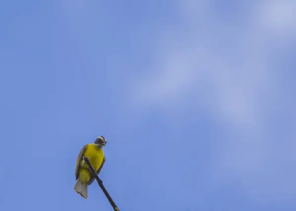 Пориньте Яскравий Світ Великого Кіскаді Pitangus Sulphuratus Мелодійного Птаха Прикрашеного — стокове фото