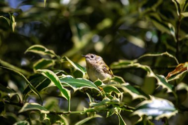 Goldcrest 'in (Regulus regulus) Avrupa' nın ormanları arasında dalgalanan narin güzelliğine tanık olun. Altın bir taçla süslenmiş bu küçük, canlı kuş doğal yaşam alanına biraz büyü katar..
