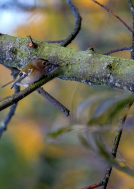 Goldcrest 'in (Regulus regulus) Avrupa' nın ormanları arasında dalgalanan narin güzelliğine tanık olun. Altın bir taçla süslenmiş bu küçük, canlı kuş doğal yaşam alanına biraz büyü katar..