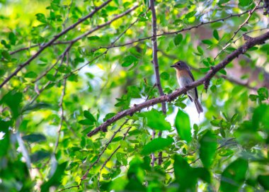 Asya 'nın ormanlarında zarif bir şekilde yaşayan Mavi Boğaz Sinekkapanı' nın (Cyornis rubeculoides) soluk benizli zarafetine hayret edin. Bu büyüleyici kuş, çarpıcı mavi boğazıyla doğal çevresine bir neşe katıyor..