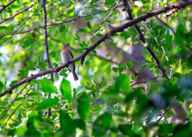 Asya 'nın ormanlarında zarif bir şekilde yaşayan Mavi Boğaz Sinekkapanı' nın (Cyornis rubeculoides) soluk benizli zarafetine hayret edin. Bu büyüleyici kuş, çarpıcı mavi boğazıyla doğal çevresine bir neşe katıyor..