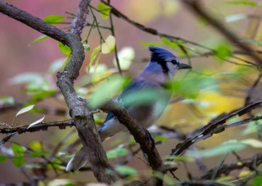 Kuzey Amerika 'nın ormanlarını süsleyen Mavi Jay' in (siyanocitta cristata) canlı zarafetine hayran olun. Çarpıcı mavi tüyleri ve kendine özgü armasıyla bu karizmatik kuş doğal yaşam alanına renk ve karakter patlaması ekler..
