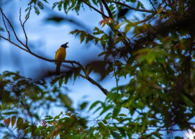 Güneydoğu Asya 'nın yemyeşil ormanları arasında Alev-boğazlı Bulbul' un (Rubigula gularis) göz alıcı güzelliğine dikkatle bakın. Canlı tüyleri ve alev benzeri boğazıyla bu büyüleyici kuş doğal yaşam alanına bir renk patlaması getiriyor..