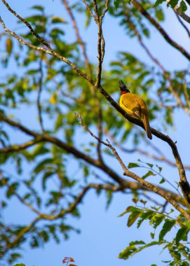 Güneydoğu Asya 'nın yemyeşil ormanları arasında Alev-boğazlı Bulbul' un (Rubigula gularis) göz alıcı güzelliğine dikkatle bakın. Canlı tüyleri ve alev benzeri boğazıyla bu büyüleyici kuş doğal yaşam alanına bir renk patlaması getiriyor..