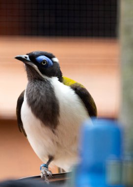 Avustralya 'nın manzaralarını süsleyen Mavi Yüzlü Balkabağı' nın (Entomyzon siyanotis) canlı güzelliğine hayret edin. Çarpıcı mavi yüz işaretleri ve enerjik varlığıyla bu kuş mücevheri doğal yaşam alanına bir renk patlaması ekler..