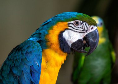 Kendinizi mavi ve sarı papağan (Ara ararauna) tropikal ihtişamına daldırın. Çarpıcı mavi ve sarı tüyleriyle bu karizmatik papağan, Güney Amerika 'daki yaşam alanına renk ve canlılık getiriyor..