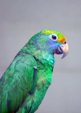 Mavi yanaklı Amazon Papağanı 'nın (Amazona dufresniana) büyüleyici mavi yanaklarına hayran olun. Güney Amerika 'nın yerlisi, bu karizmatik papağan canlı tüyleri ve canlı kişiliğiyle büyülüyor..
