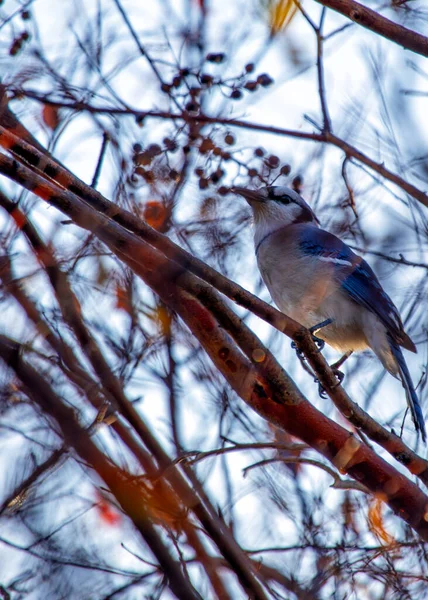 Admire the vivid elegance of the Blue Jay (Cyanocitta cristata) gracing the woodlands of North America. With its striking blue plumage and distinctive crest, this charismatic bird adds a burst of color and character to its natural habitat.
