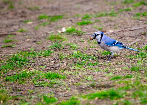Admire the vivid elegance of the Blue Jay (Cyanocitta cristata) gracing the woodlands of North America. With its striking blue plumage and distinctive crest, this charismatic bird adds a burst of color and character to its natural habitat.
