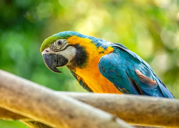 stock image Immerse yourself in the tropical splendor of the Blue and Yellow Macaw Parrot (Ara ararauna). With its striking blue and yellow plumage, this charismatic parrot brings a burst of color and lively charm to its South American habitat.