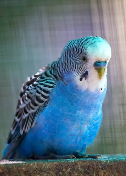 Experience the petite elegance of the Blue Budgerigar (Melopsittacus undulatus) with its captivating blue plumage. This charming and sociable bird brings a touch of grace and vibrancy to homes around the world.