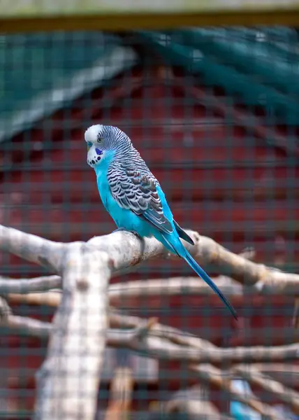 Experience the petite elegance of the Blue Budgerigar (Melopsittacus undulatus) with its captivating blue plumage. This charming and sociable bird brings a touch of grace and vibrancy to homes around the world.