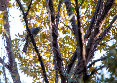 Doğu Asya 'ya özgü melodik bir ötücü kuş olan Kahverengi Kulaklı Bulbul' un (Ixos amaurotis) büyüleyici görüntüsü. Bu enfes yaratık doğal güzelliğine müzik notaları ekliyor..