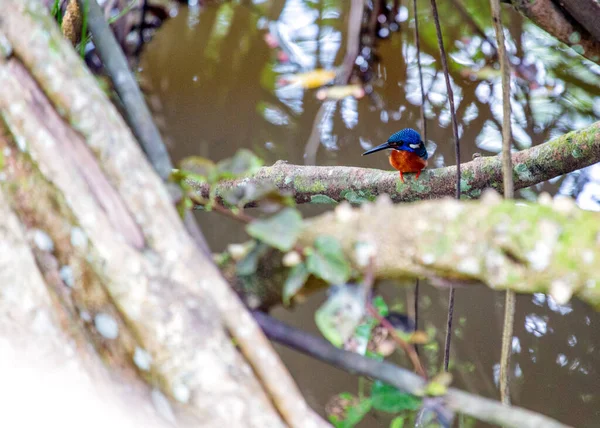 Een Verbluffend Mooie Ijsvogel Met Een Levendig Blauw Verenkleed Opvallende — Stockfoto