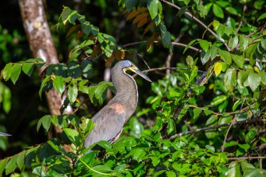Enigmatik, çıplak boğazlı Tiger Heron, Orta ve Güney Amerika su yollarında gizlilik ustası, sükuneti somutlaştıran.