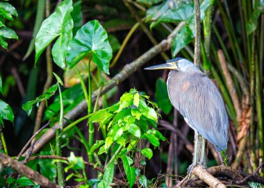Enigmatik, çıplak boğazlı Tiger Heron, Orta ve Güney Amerika su yollarında gizlilik ustası, sükuneti somutlaştıran.