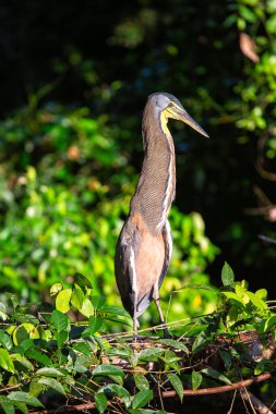 Enigmatik, çıplak boğazlı Tiger Heron, Orta ve Güney Amerika su yollarında gizlilik ustası, sükuneti somutlaştıran.