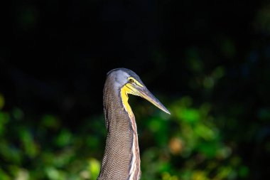 Enigmatik, çıplak boğazlı Tiger Heron, Orta ve Güney Amerika su yollarında gizlilik ustası, sükuneti somutlaştıran.