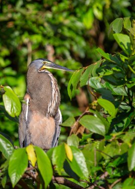 Enigmatik, çıplak boğazlı Tiger Heron, Orta ve Güney Amerika su yollarında gizlilik ustası, sükuneti somutlaştıran.