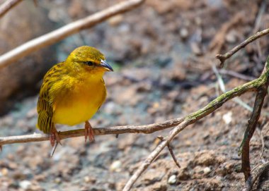 Karmaşık yuvaların usta mimarı Parlak Sarı Taveta Weaver altın tüyleri ve hünerli işçiliği ile Afrika manzaralarını parlatıyor..