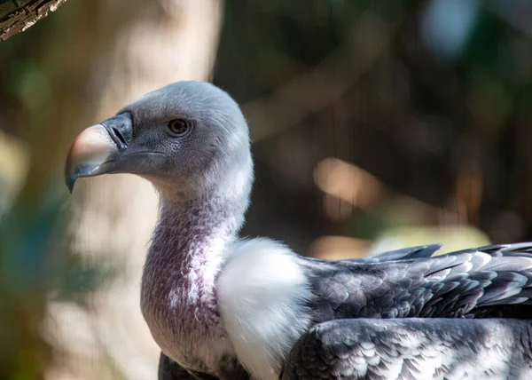 Majestic Griffon Vulture Een Grootse Aanwezigheid Lucht Symboliseert Gratie Macht — Stockfoto