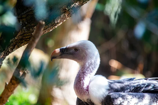 Majestic Griffon Vulture Een Grootse Aanwezigheid Lucht Symboliseert Gratie Macht — Stockfoto