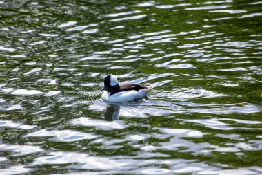 Büyüleyici Bufflehead Duck, Bucephala albeola, çarpıcı siyah beyaz tüylü minik bir su kuşu. Zarif bir şekilde Kuzey Amerika göllerinde süzülüyoruz..