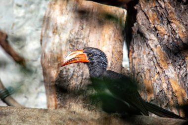 Majestic Crowned Hornbill, Lophoceros alboterminatus, Afrika yağmur ormanlarına özgü. Görkemli armasına ve gür gölgeliklerde süzülürken canlı gagasına hayran olun.. 